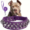 A brown dog wearing a purple studded leather collar and leash set.
