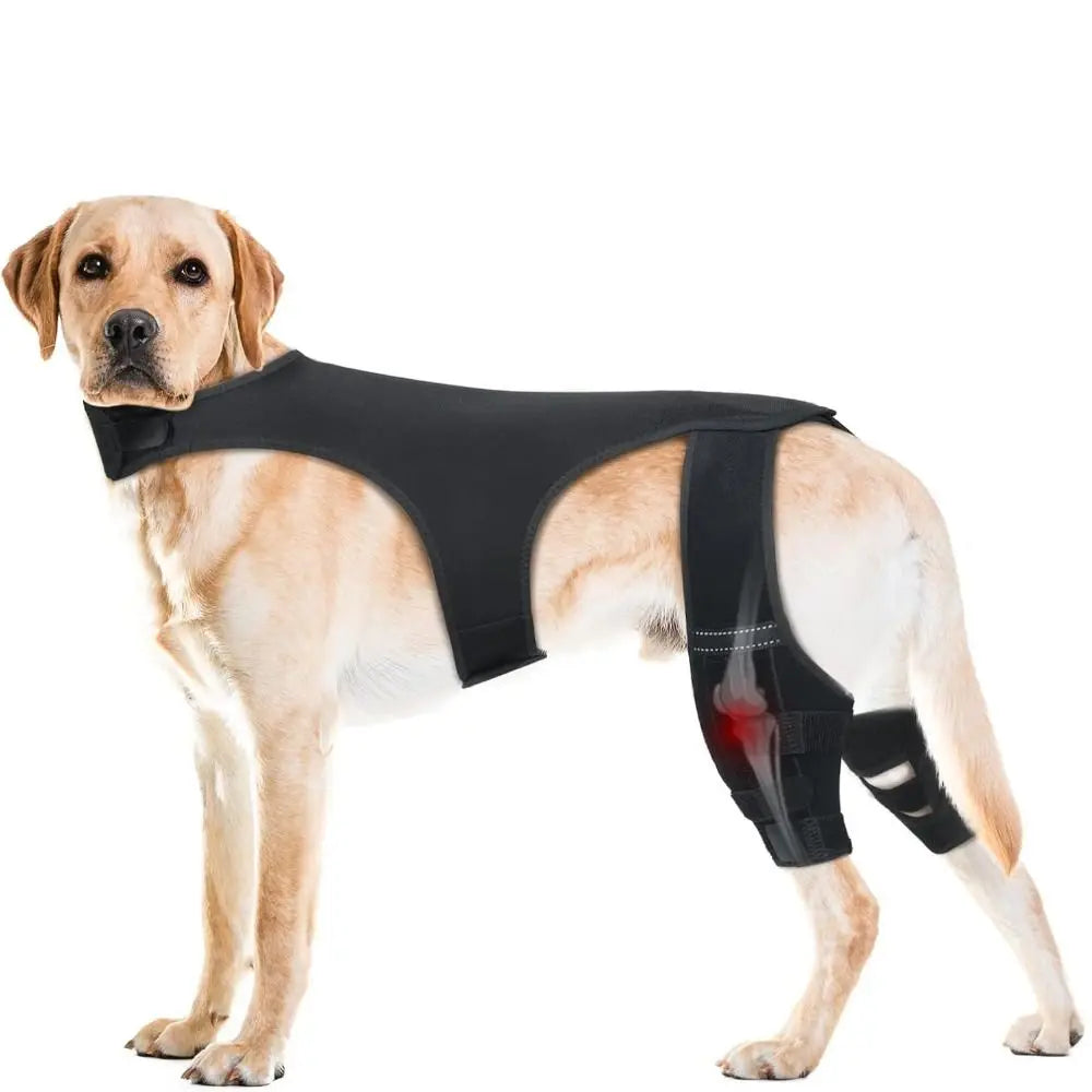 A light-colored dog is shown wearing a black adjustable knee brace for joint support.