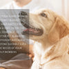 A golden retriever is resting on a soft blanket, illustrating pet comfort products.