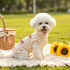A fluffy white poodle wearing a yellow gingham bow dog suit lying on green grass.