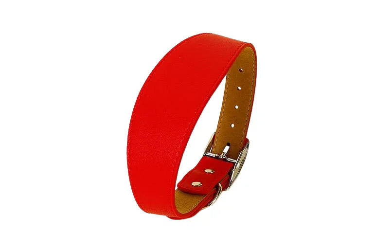 A red leather dog collar with a brass buckle and tan leather strap.