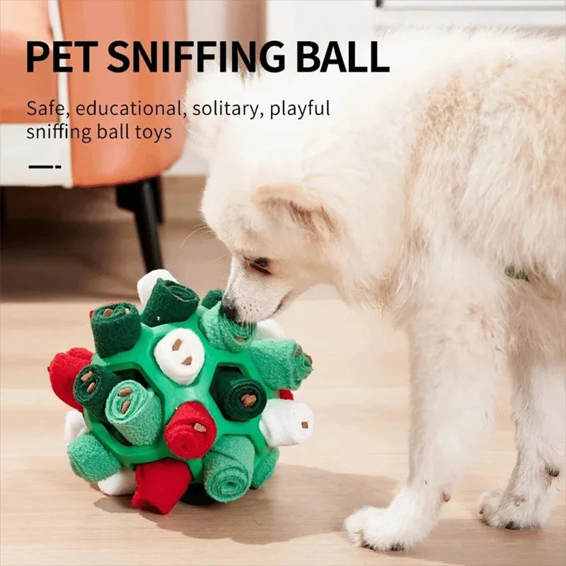 Ein weißer Hund schnüffelt einen grün-roten Fleece-Ball auf einem Holzboden.