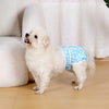 A fluffy white dog wearing a light blue patterned reusable female dog diaper, standing on a wooden floor.