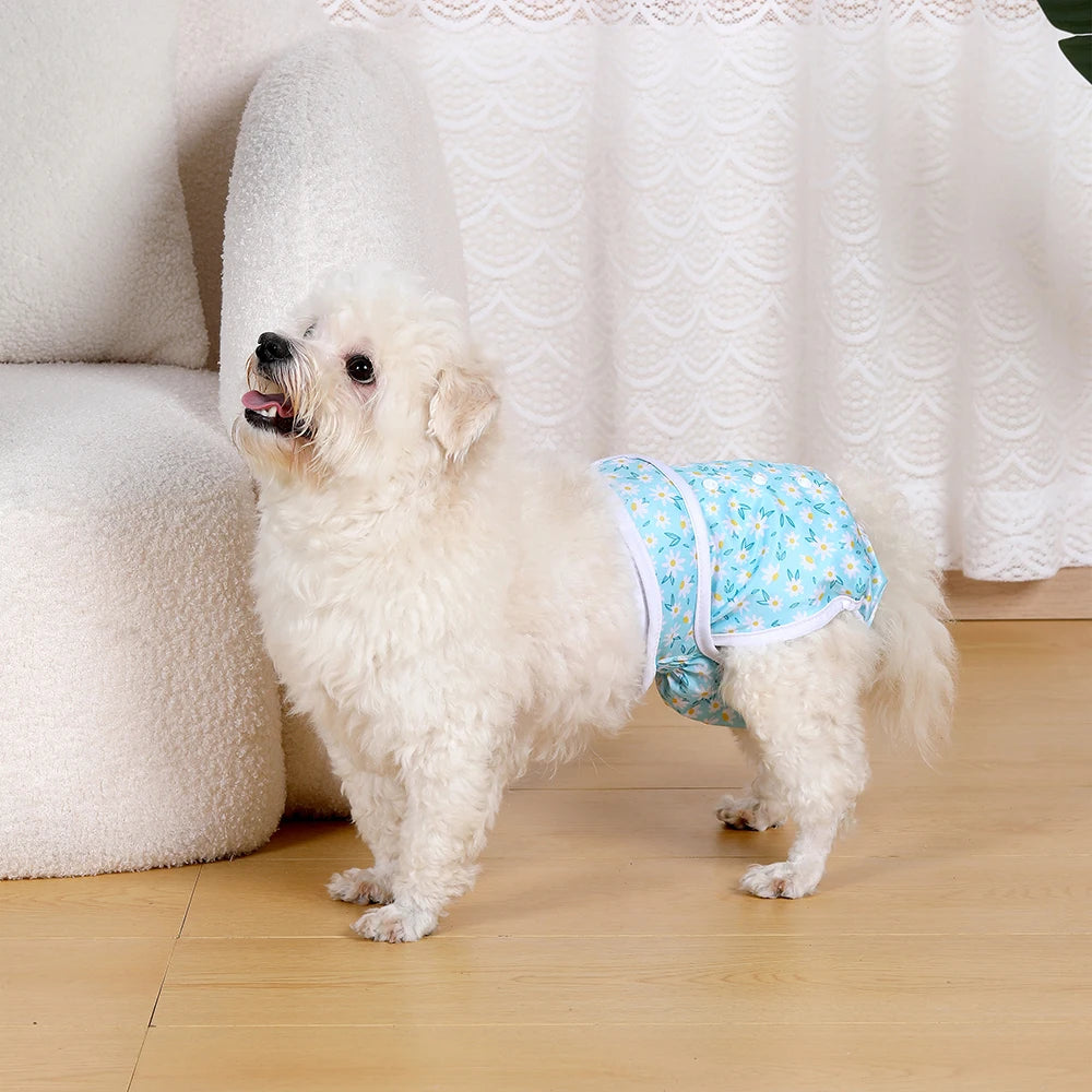 A fluffy white dog wearing a light blue patterned reusable female dog diaper, standing on a wooden floor.