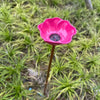 A bright pink, flower-shaped stainless steel bird feeder with a dark seed interior is placed in green grass.