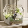 Un aquarium en verre clair rempli d'eau, avec de la mousse et de petites plantes, exposé sur une surface blanche.