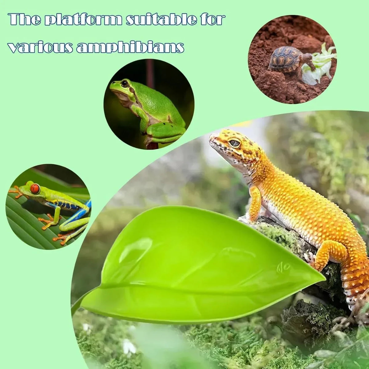 A bright green leaf serving as a basking platform for various amphibians and reptiles.