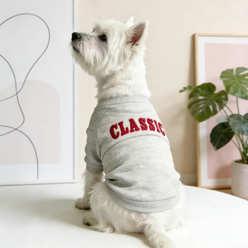 A white dog wearing a gray letter print hoodie sits on a white surface.