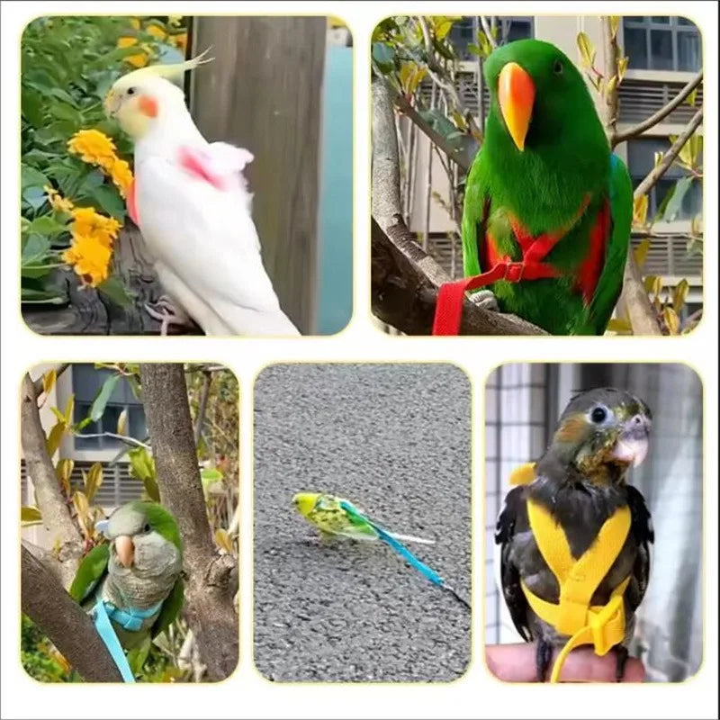 A collage showing various parrot birds, including a white and yellow bird, a green parrot, and a small gray bird, with some b