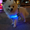 Un perro blanco esponjoso vistiendo un arnés de LED azul brillante al aire libre por la noche.