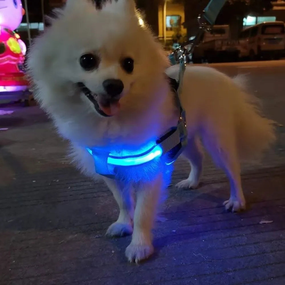 Un perro blanco esponjoso vistiendo un arnés de LED azul brillante al aire libre por la noche.