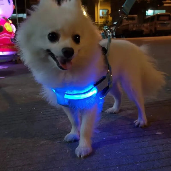 Un perro blanco esponjoso vistiendo un arnés de LED azul brillante al aire libre por la noche.