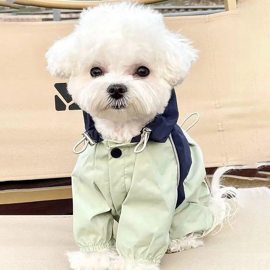 Un chien blanc portant une combinaison imperméable vert clair avec un col bleu foncé.