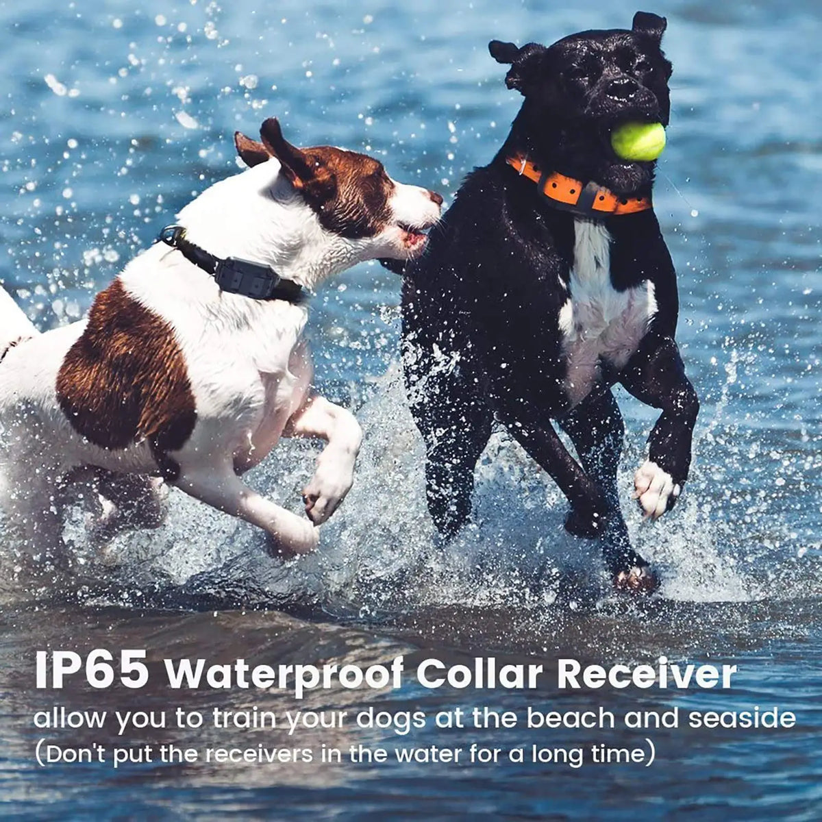 A black dog and a white dog are running in the water with an IP65 waterproof collar receiver.
