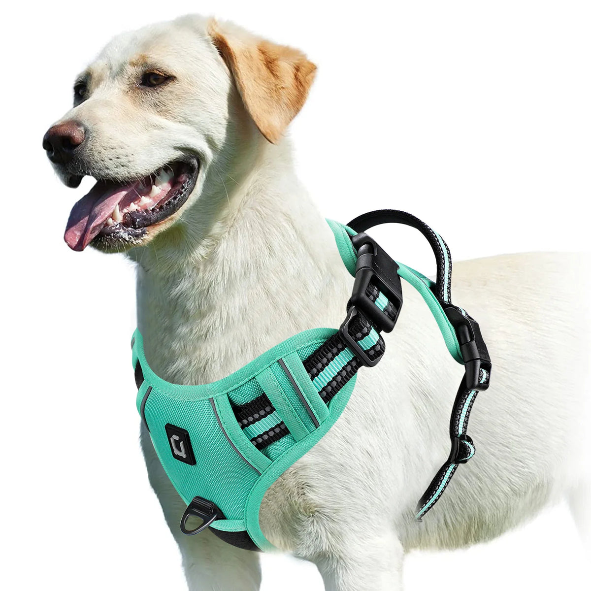 A light-colored dog wearing a teal padded harness for walking or training.