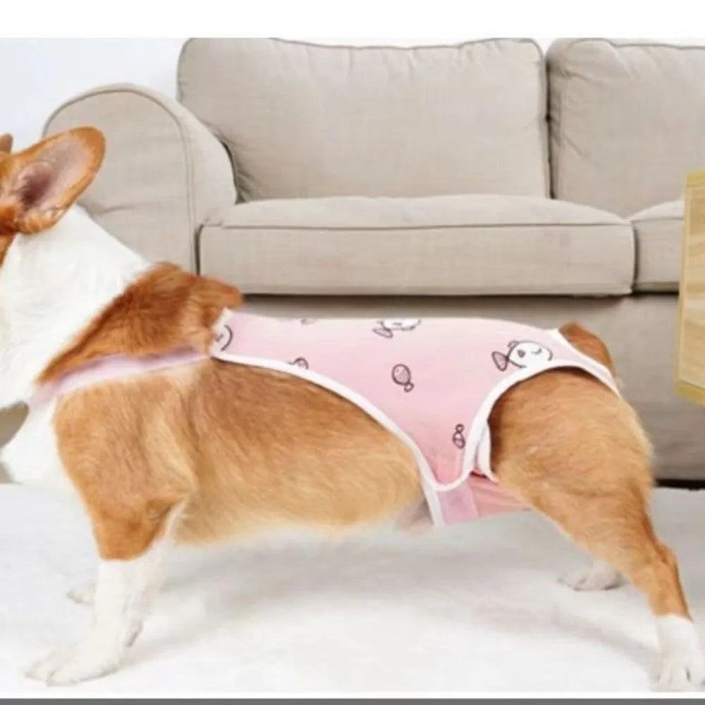 A brown and white dog wearing pink adjustable washable sanitary pants with shoulder straps.