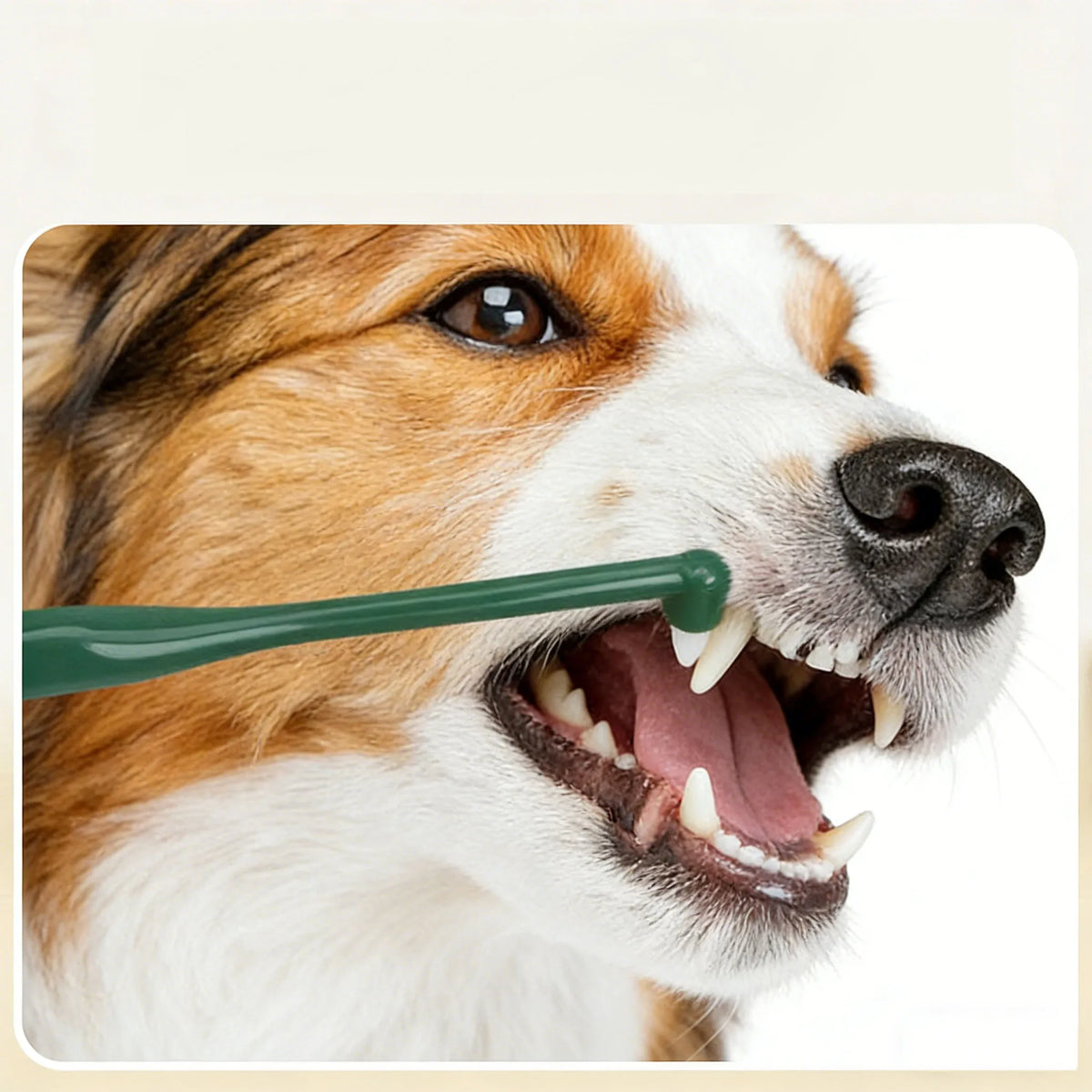 A close-up of a dog's mouth showing teeth and a green soft bristle pet toothbrush being used.