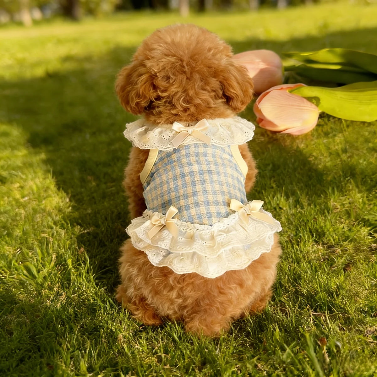 Ein flauschiger brauner Hund in einem Sommerkleid mit blau-weiß kariertem Muster auf einer sonnigen grünen Rasenfläche.