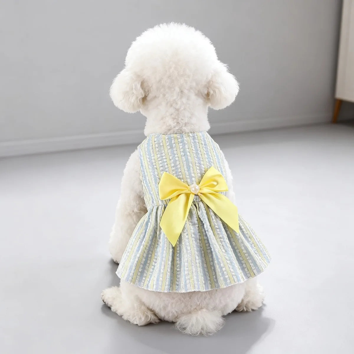 Flauschiger weißer Hund in einem gelb-blauen gestreiften Sommerkleid mit Schleife.