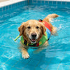 A golden retriever wearing a life jacket swims in a blue swimming pool.