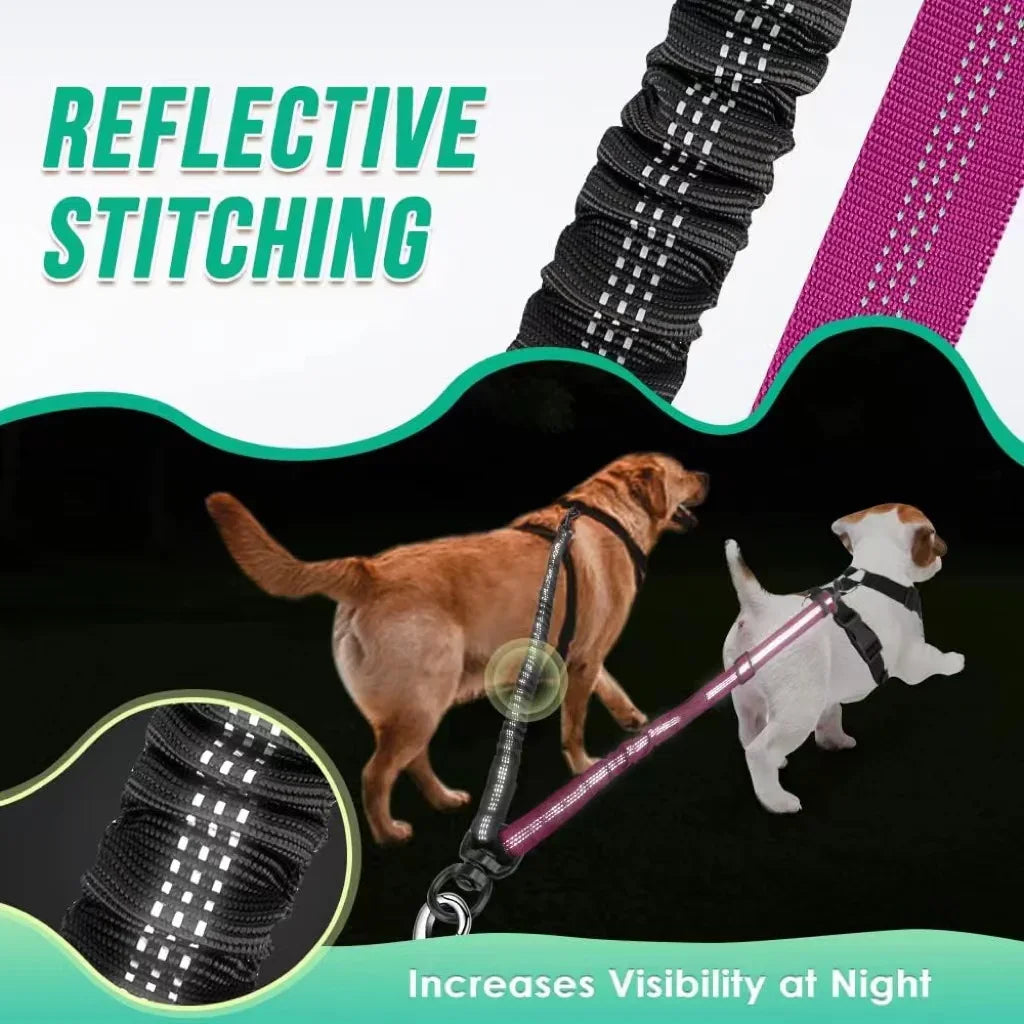 A dog is walking on a leash featuring reflective stitching and a bungee attachment for increased night visibility.