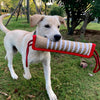 A light-colored dog is holding a red and beige jute tug toy for training.
