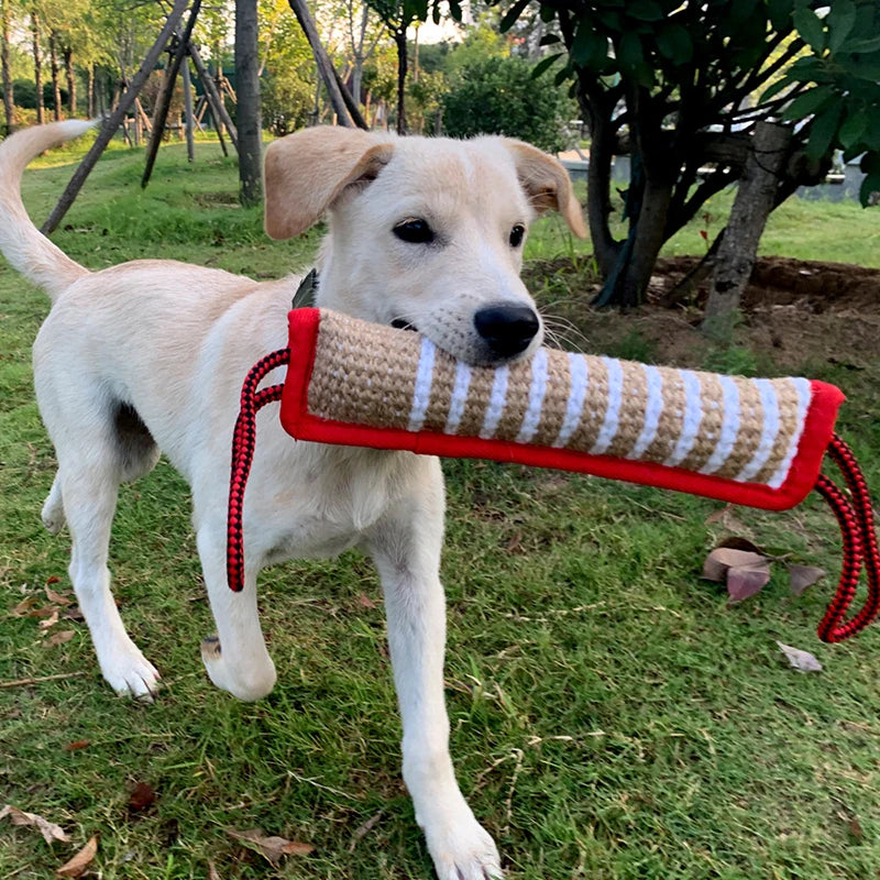 A light-colored dog is holding a red and beige jute tug toy for training.