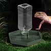 A clear water dish for a bearded dragon or tortoise is placed on a green tray in a natural, leafy environment.
