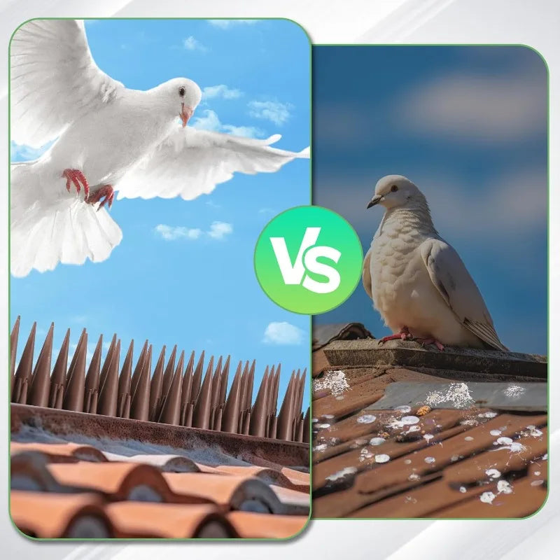 A white seagull flies over a field of metal spikes, contrasted with a pigeon perched on a tiled roof.