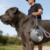 A gray dog wearing a portable pet water bottle with a lanyard on its collar outdoors.