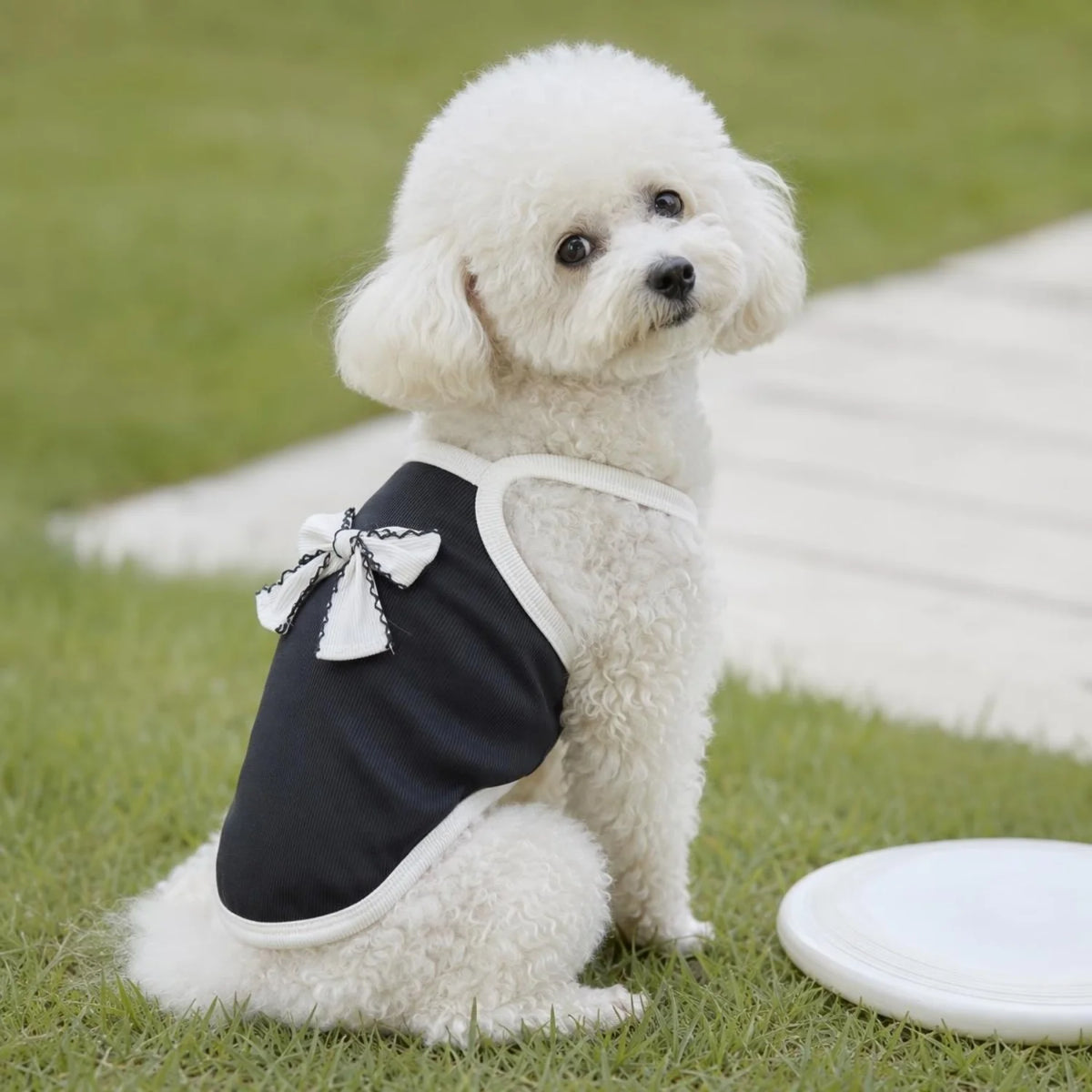 A fluffy white dog wearing a black pet vest with a white bow knot, sitting on green grass.