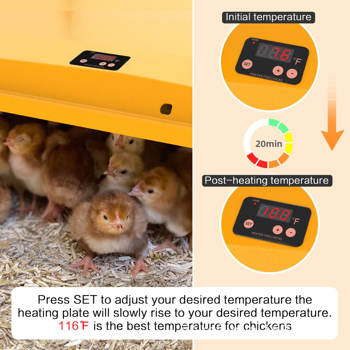 لوح تسخين متخصص لحضانة الدواجن يُظهر مقياس حرارة 0.8 درجة مئوية قبل وبعد التسخين.
