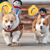 Two Shiba Inu dogs wearing funny cowboy costumes with yellow hats running on a wooden floor.