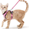 Kleine Ing-Kitten mit rosa, verstellbarer Katzeharnisch und Leine.