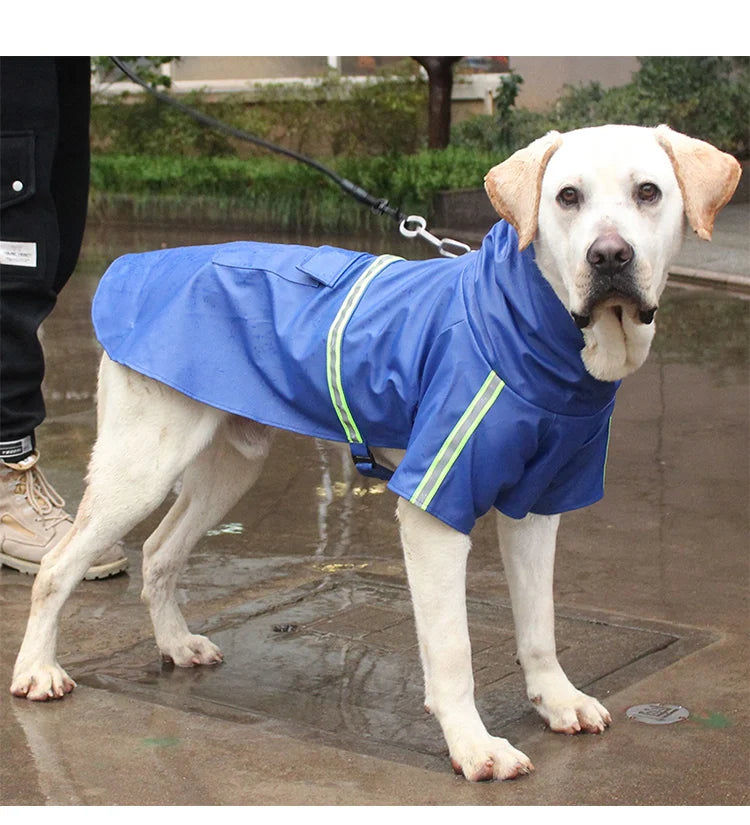 A white dog wearing a blue waterproof raincoat with reflective stripes standing on wet pavement.