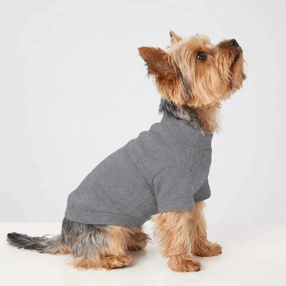 A small, light brown dog wearing a gray cozy winter sweater.