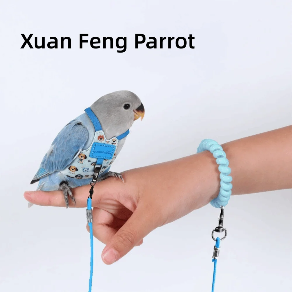 Une main tient un petit perroquet gris avec un harnais de vol bleu et une laisse.