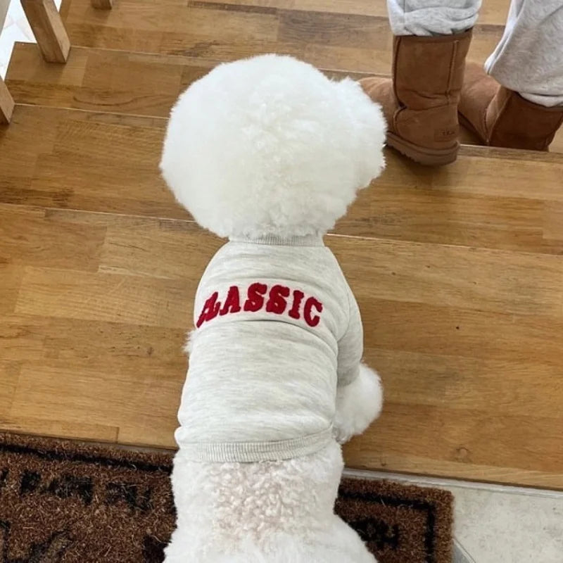 A white fluffy dog wearing a light gray hoodie with the word CLASSIC printed on the back.