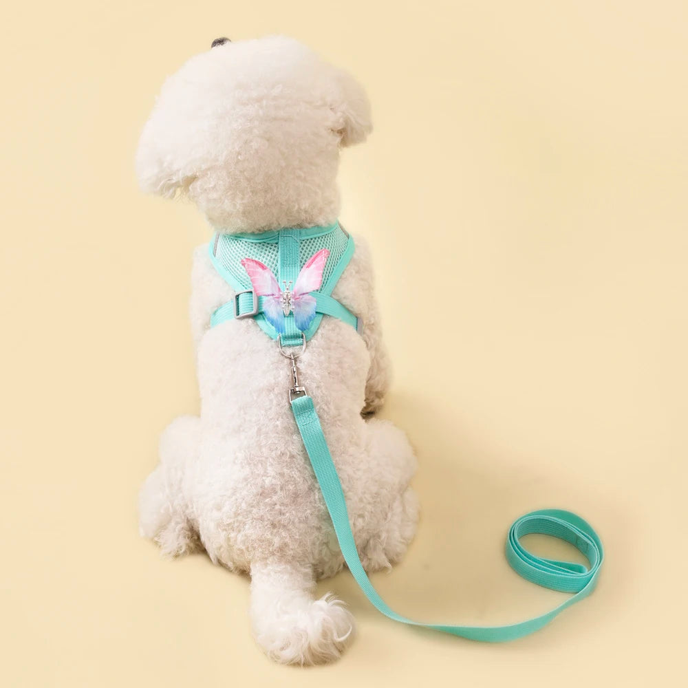 A fluffy white dog wearing a blue butterfly pet harness and leash.