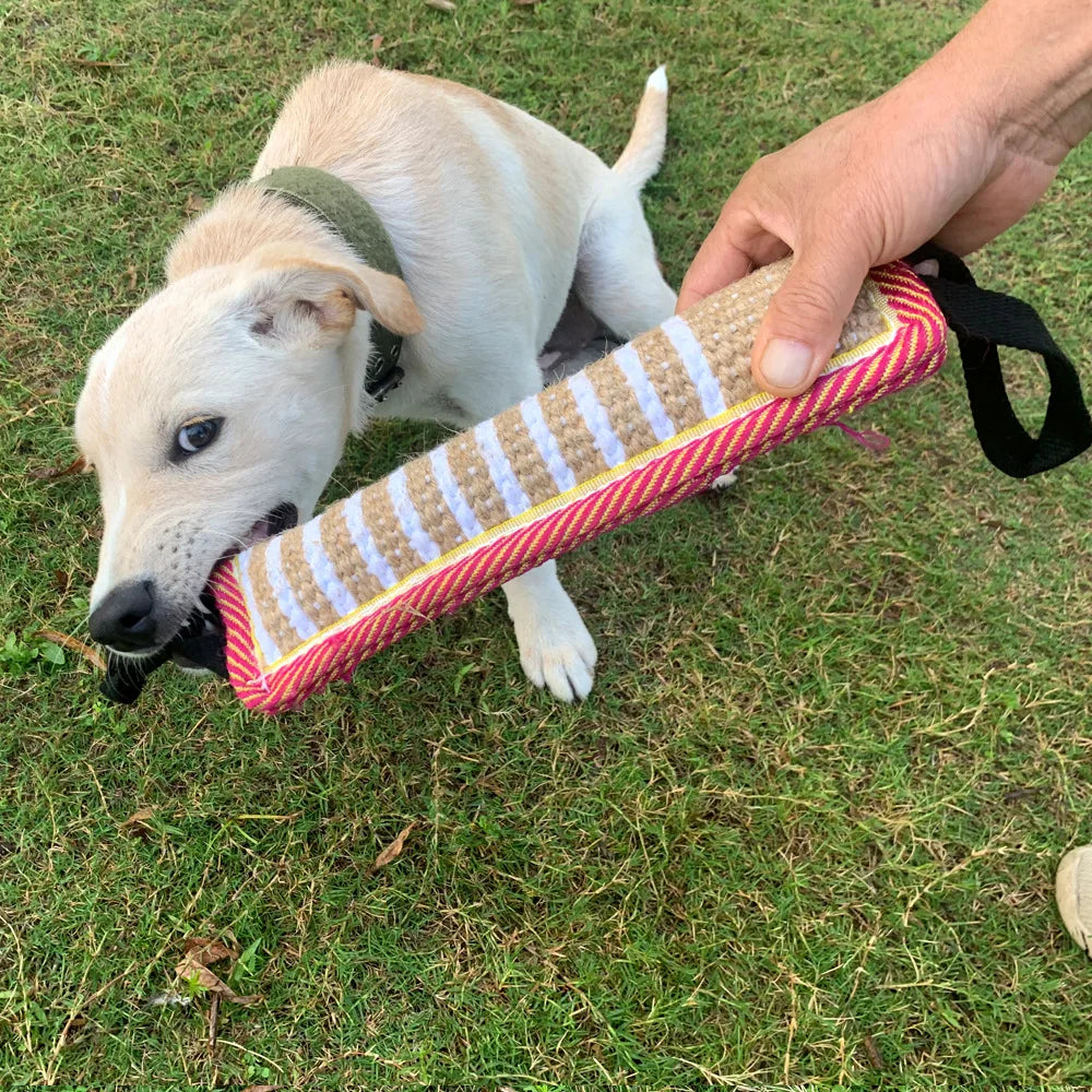 A light-colored dog is interacting with a striped jute tug toy being held by a person on green grass.