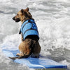 Un perro marrón con chaleco azul surfeando en una tabla azul en aguas agitadas.