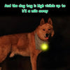 A light-up dog tag on a dog's neck visible in the dark.