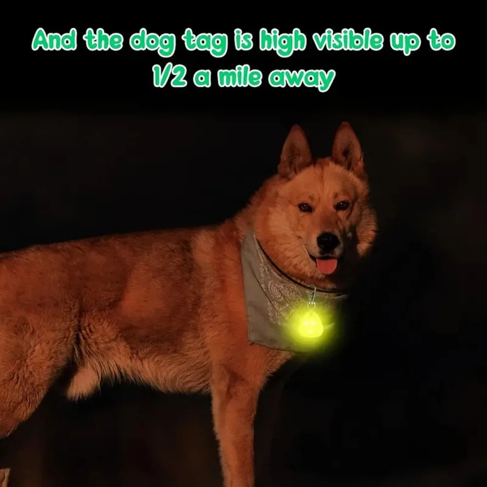 A light-up dog tag on a dog's neck visible in the dark.