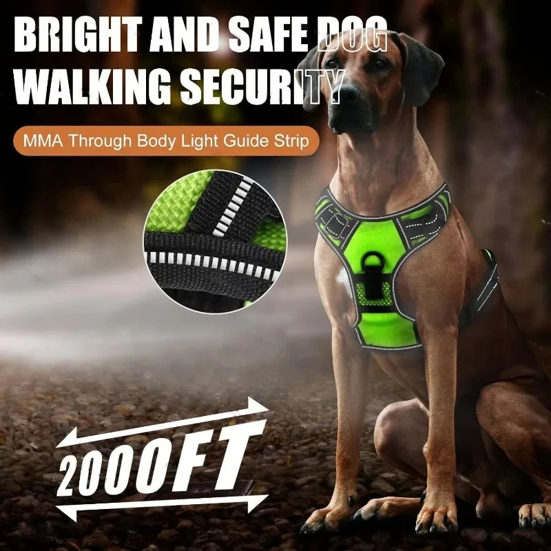 A dog wearing a bright, glowing harness is shown in an outdoor setting with a light beam effect.