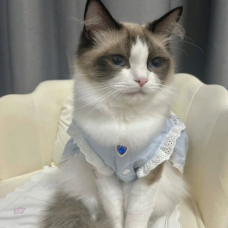 Un chat gris et blanc duveteux portant un collier ajustable bleu clair avec un pendentif de gemme bleue.