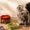 A fluffy gray cat is looking at several ceramic slow feeder bowls of dry food placed on a wooden surface.