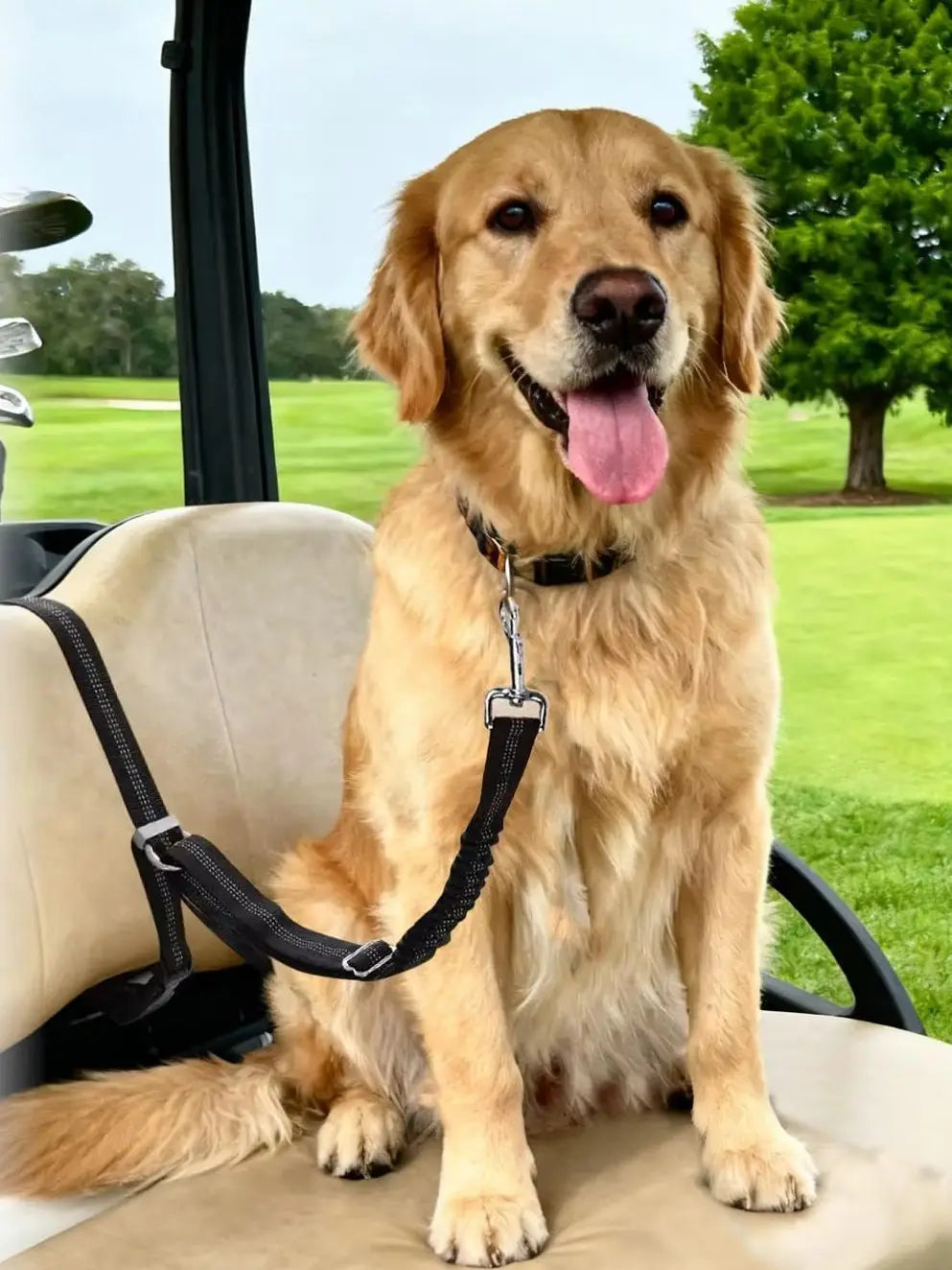Un golden retriever está sentado en un arnés de seguridad ajustable dentro de un vehículo.