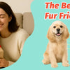 A woman holds a golden retriever and a gift box, with an interactive crab plush dog toy visible.