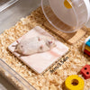 Ein weißer Hamster ruht auf einer quadratischen rosa Marmor-Kühlmatte in einem durchsichtigen Behälter mit Holzspänen.