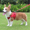 A small, tan and white dog wearing a red mesh harness with reflective strips outdoors.